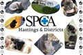 Some of the animals from Hastings SPCA - by Georgia